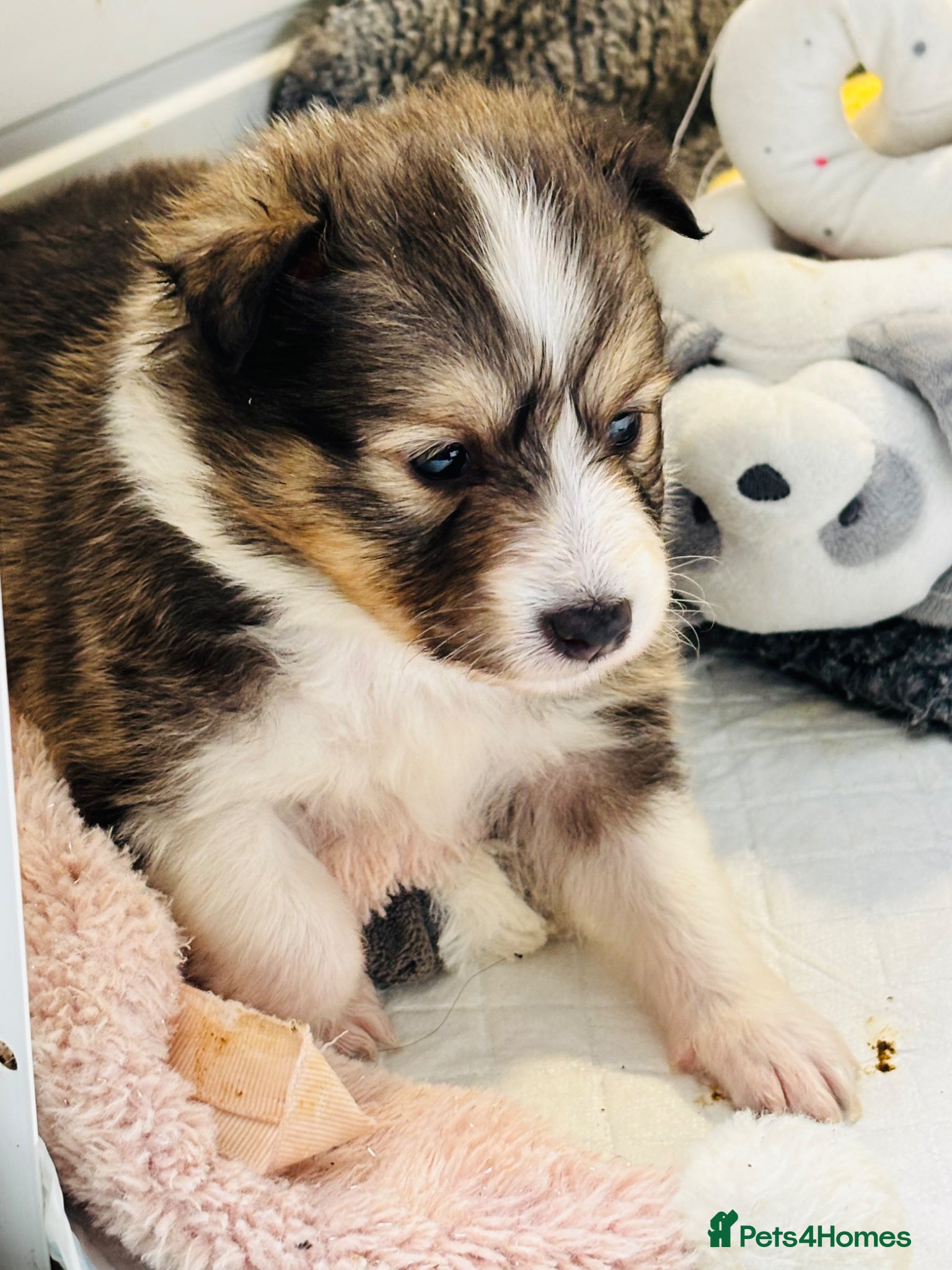 Shetland Sheepdog dogs sable and white Shetland sheepdog puppies  - Advert 1