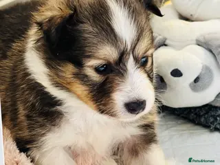 Shetland Sheepdog dogs sable and white Shetland sheepdog puppies - Advert 1