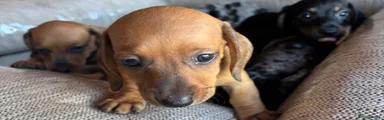 Miniature Dachshund 8