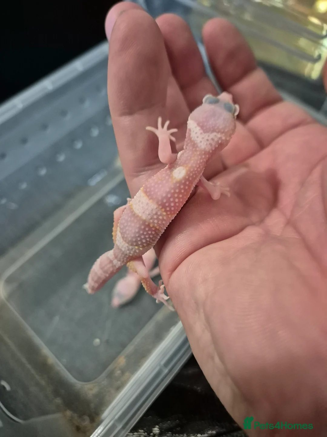 Leopard Gecko reptiles for sale: Various baby leopard geckos - Advert 2