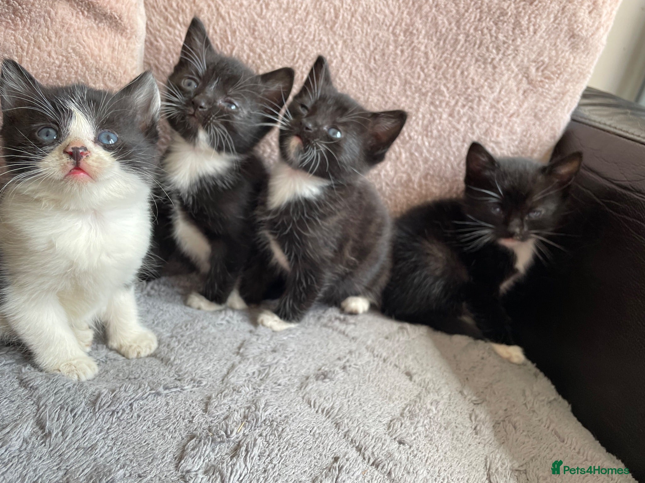 Mixed Breed cats 4 black and white kittens for sale  - Advert 10