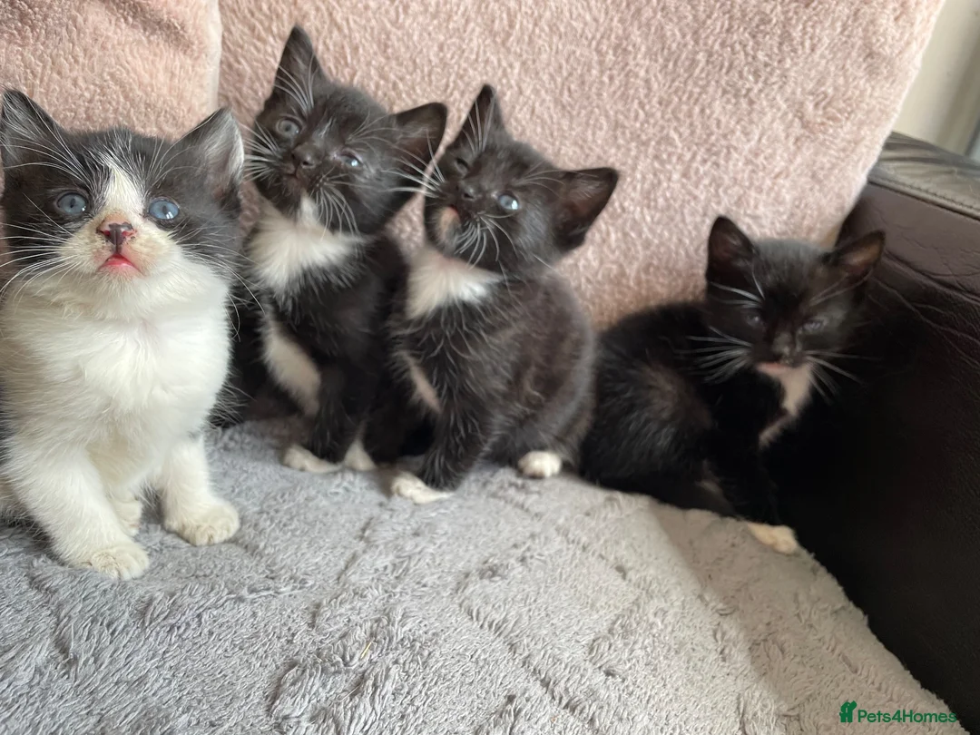 Mixed Breed cats for sale: 4 black and white kittens for sale  in Hebden Bridge - Advert 1