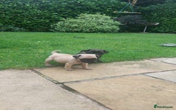 Pug dogs for sale: Pure pugs  - Image 5