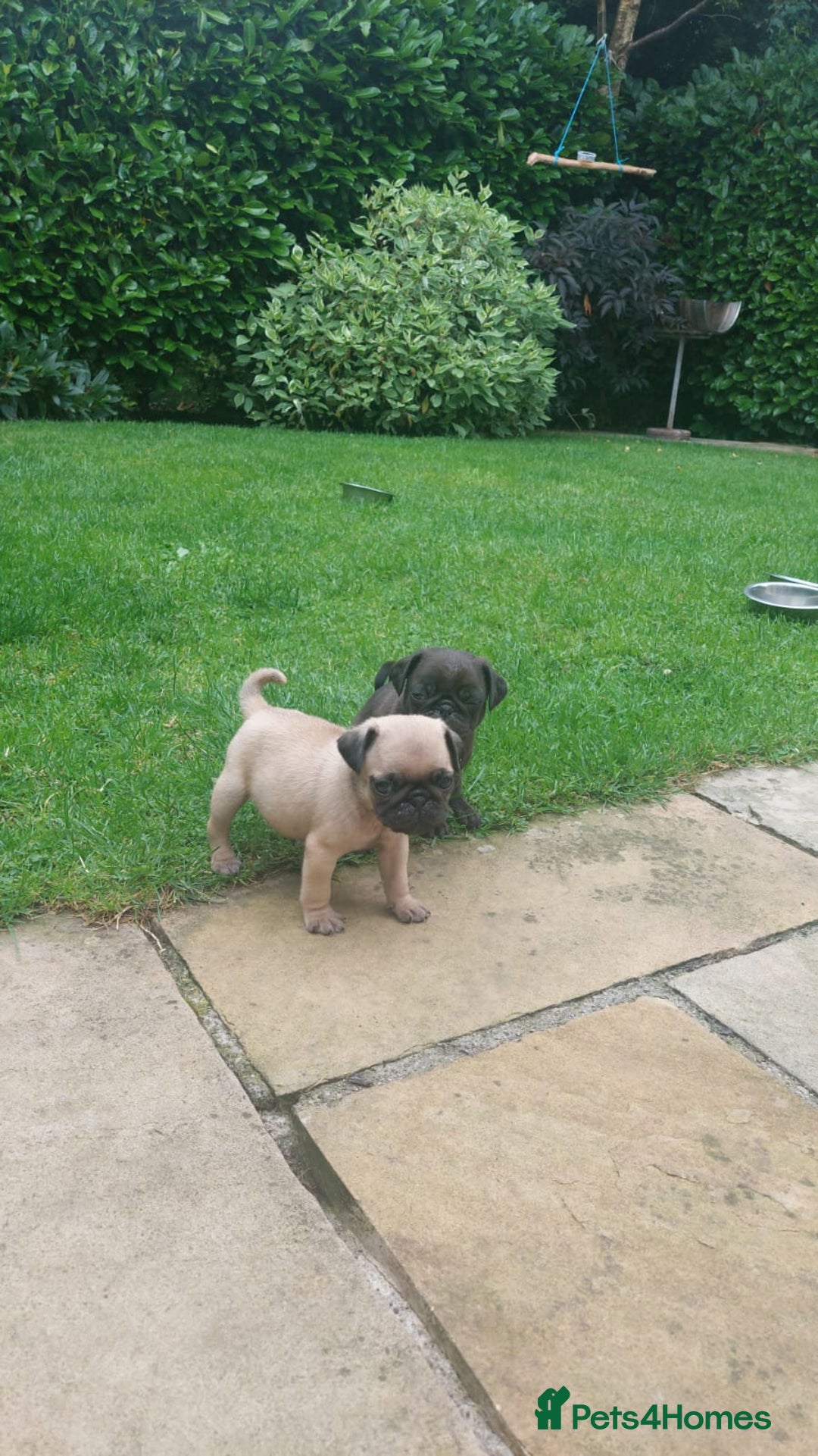 Pug dogs for sale: Pure pugs  - Image 5