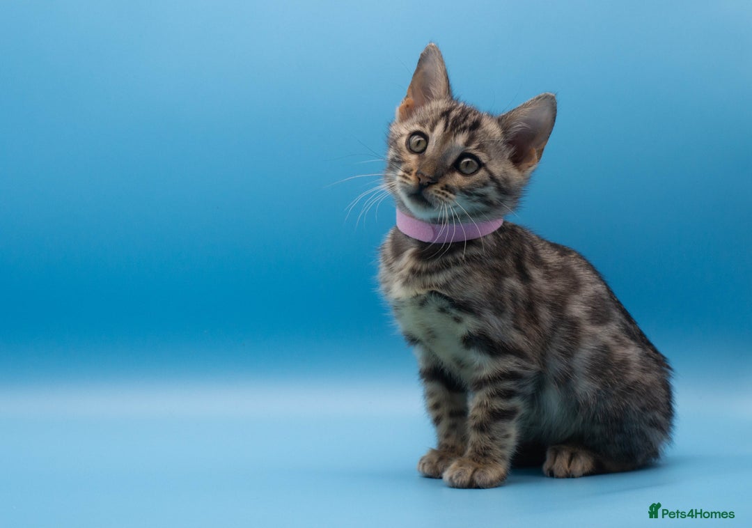 Bengal cats for sale: Beautiful TICA Registered Bengal Kittens - Advert 1