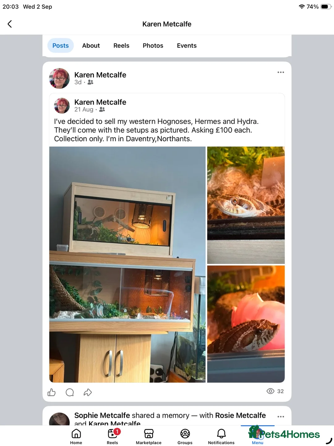 Snake reptiles for sale: 2 western hognose snakes and 2 vivariums. - Advert 1