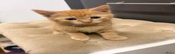 Maine Coon cats for sale: Mainecoon cross kittens - Advert 4