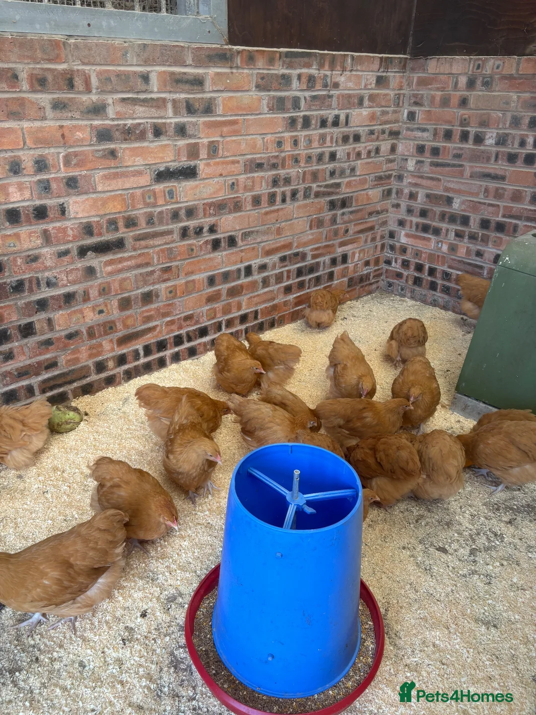 Chickens poultry for sale: Pure buff Orpington’s  - Advert 7