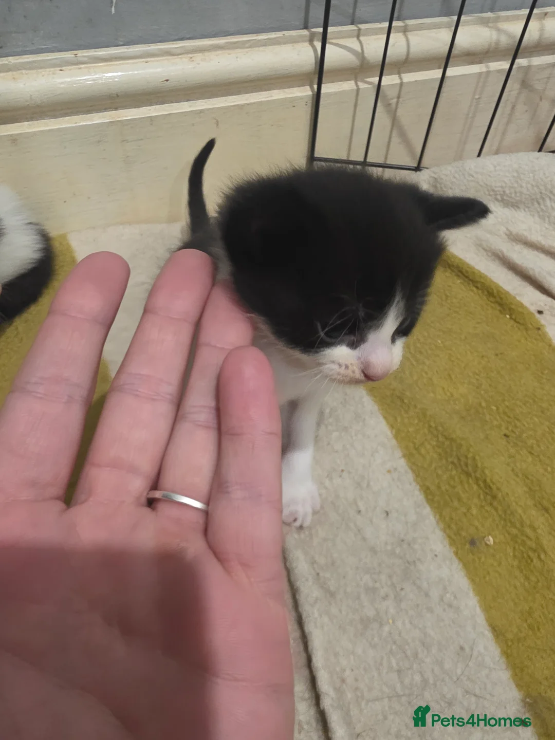 Mixed Breed cats for sale: A mix of beautiful kittens - Advert 40