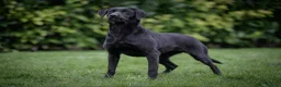 Springador dogs for sale: Springador puppies for sale in Wisbech - Advert 1