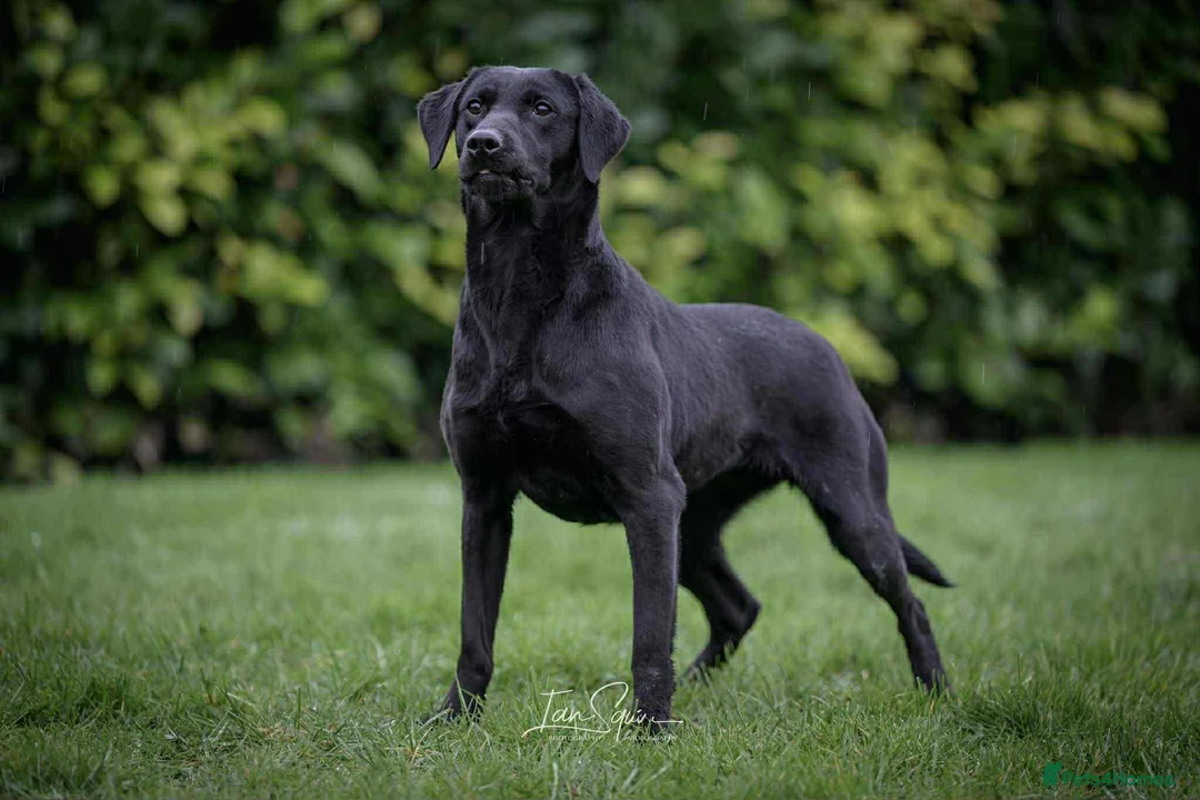 Springador dogs for sale: Springador puppies for sale in Wisbech - Advert 1