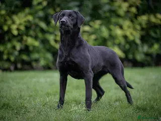 Springador dogs for sale: Springador puppies for sale - Advert 1