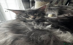 Maine Coon cats for sale: GCCF & TICA Reg Affectionate Maine Coon kittens - Image 14