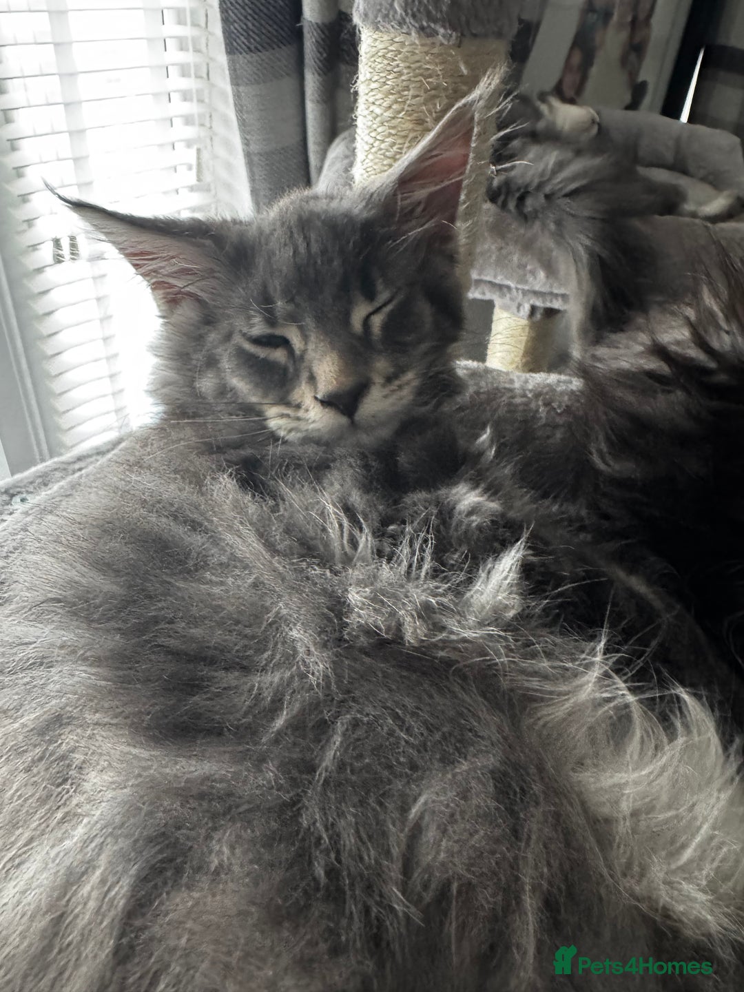 Maine Coon cats for sale: GCCF & TICA Reg Affectionate Maine Coon kittens - Image 14