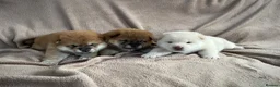 Japanese Shiba Inu dogs for sale: KC registered Japanese Shiba Inu puppies - Advert 20