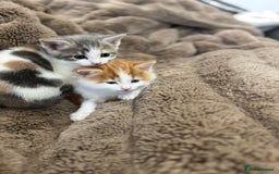 Domestic Shorthair cats for sale: ✨ Adorable Kittens – Ready to Reserve ✨ - Image 2