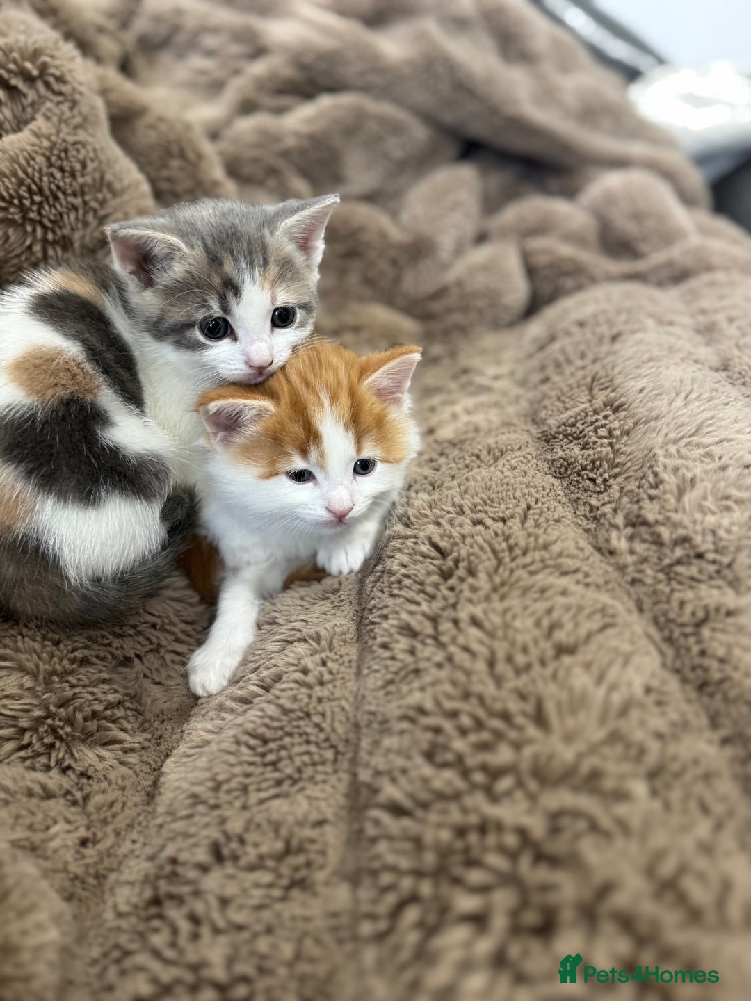 Domestic Shorthair cats for sale: ✨ Adorable Kittens – Ready to Reserve ✨ - Image 2