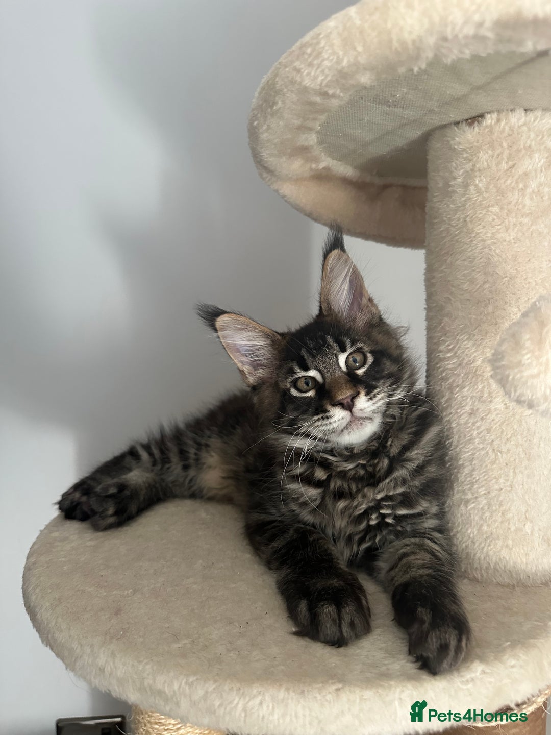 Maine Coon cats for sale: Gorgeous Pure Breed Maine Coon Kittens - Image 8