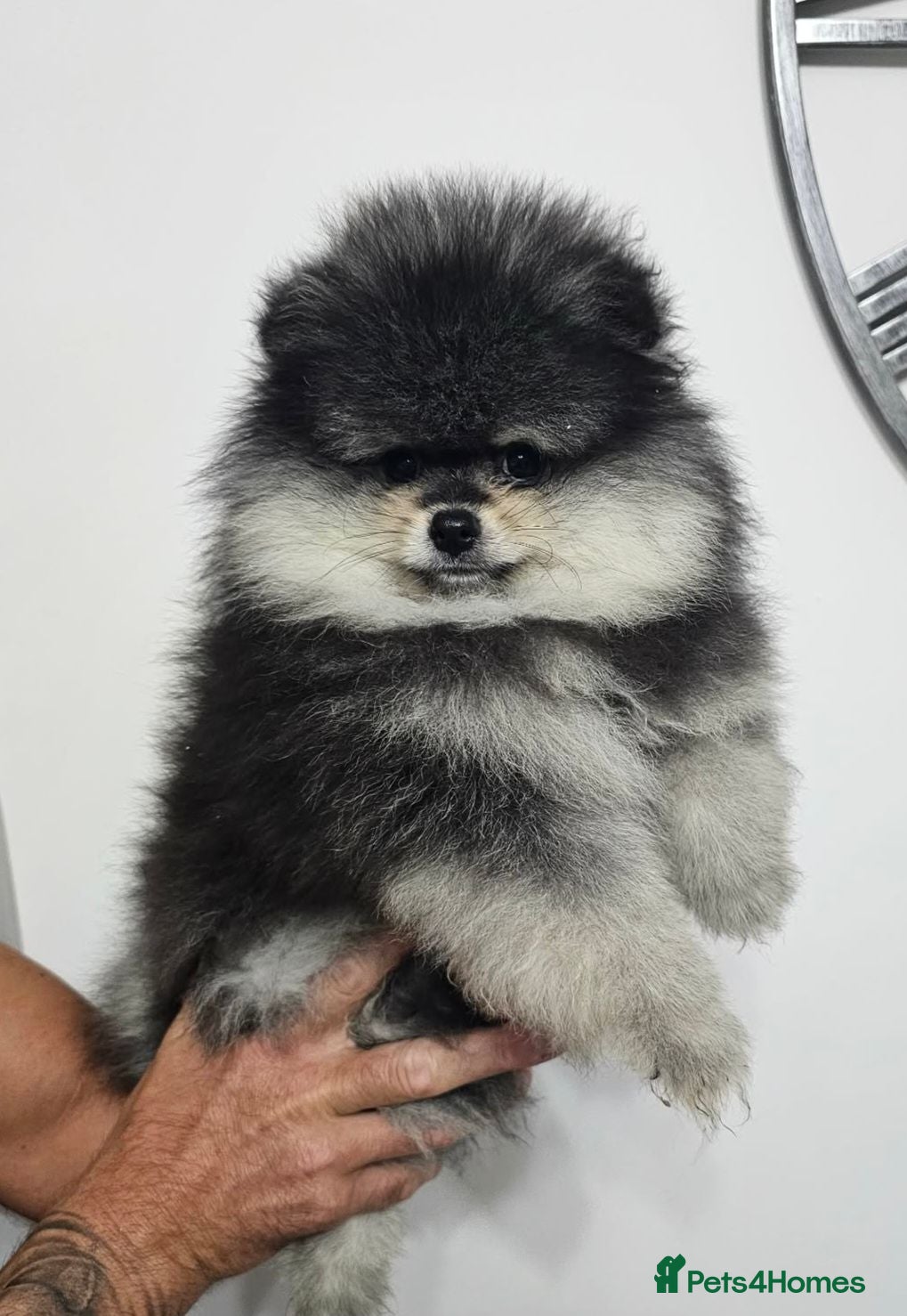 Pomeranian dogs Pomeranian puppy  - Advert 18