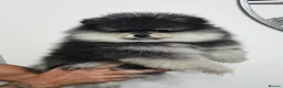 Pomeranian dogs for sale: Pomeranian puppy  - Advert 1