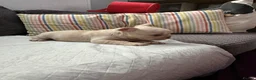 French Bulldog dogs for sale: French bulldog puppies - Advert 3