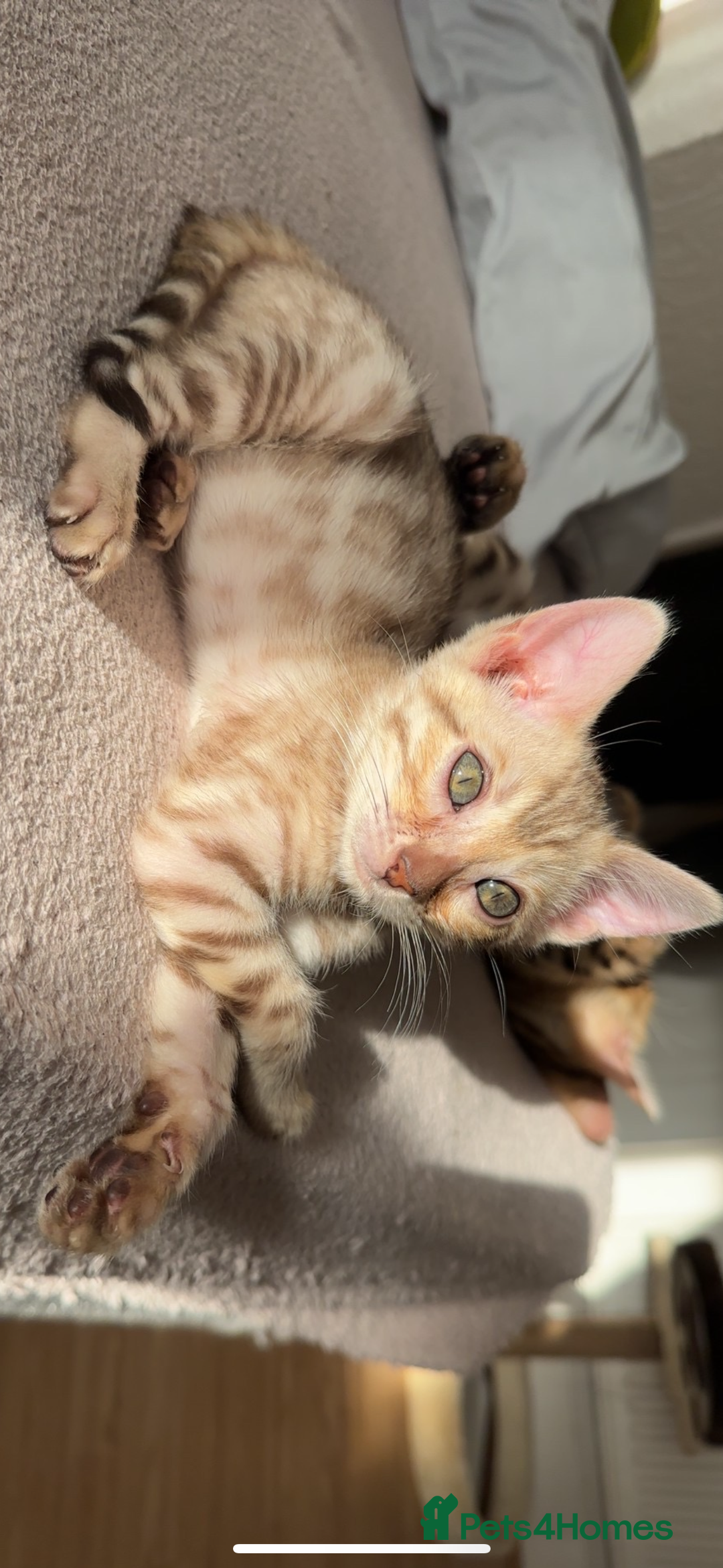 Bengal cats for sale: Pure Bred Bengals 1 BOY & 1 GIRL AVAILABLE!💓 - Advert 4