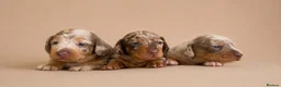 Miniature Dachshund dogs for sale: Stunning miniature dachshund puppies  - Advert 4