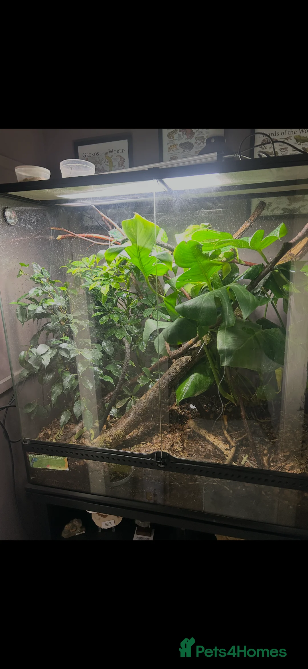 Chameleon reptiles for sale: CB25 Nosy Be Panther Chameleon  - Advert 3
