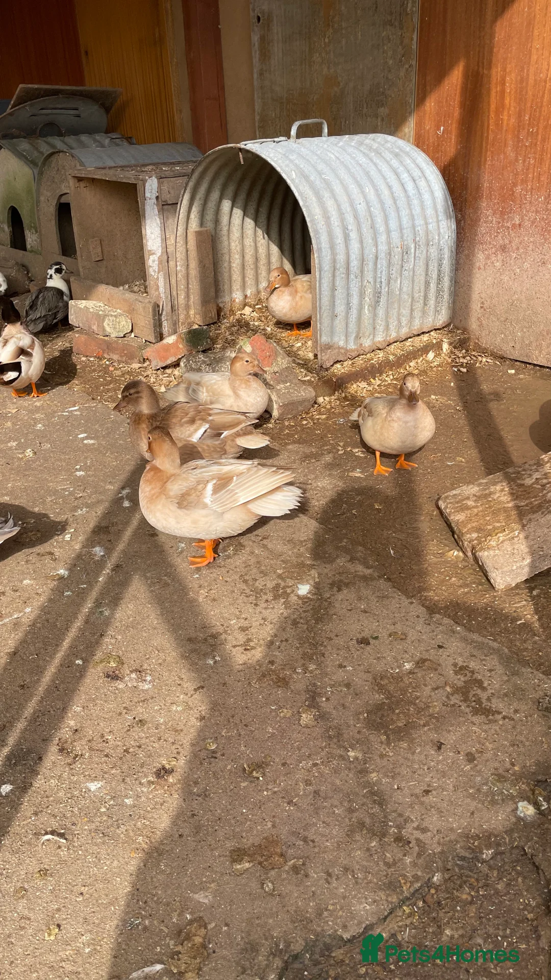 Ducks poultry for sale: Call ducks - Advert 6