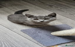 British Shorthair cats for sale: British Blue Shorthair - Image 22