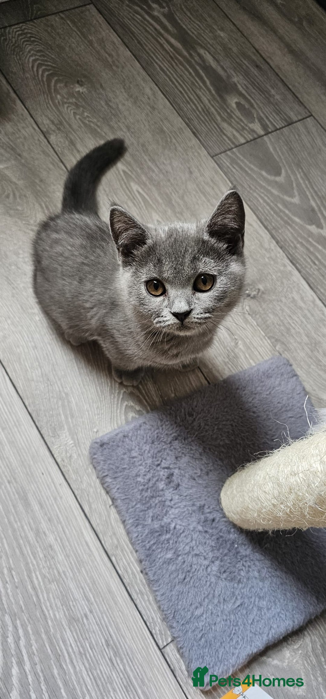 British Shorthair cats for sale: British Blue Shorthair - Image 22