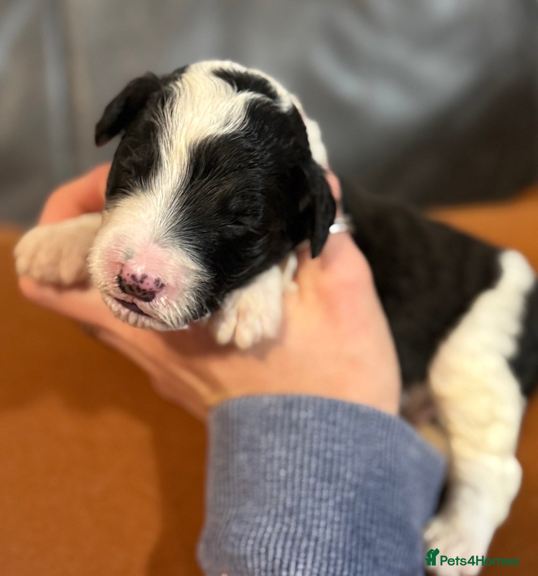 Sheepadoodle dogs for sale: Lovely Litter of F1 Sheepadoodles 5⭐️ license  - Image 5