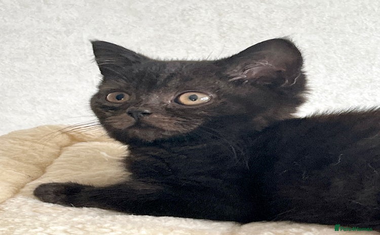 British Shorthair cats - Advert 8