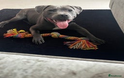 Staffordshire Bull Terrier dogs for sale: 6 month old male  - Image 1