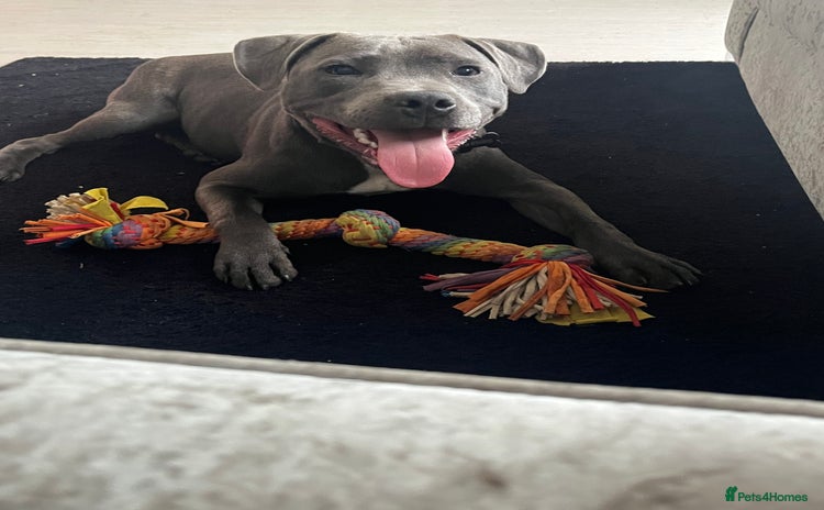 Staffordshire Bull Terrier dogs - Advert 2