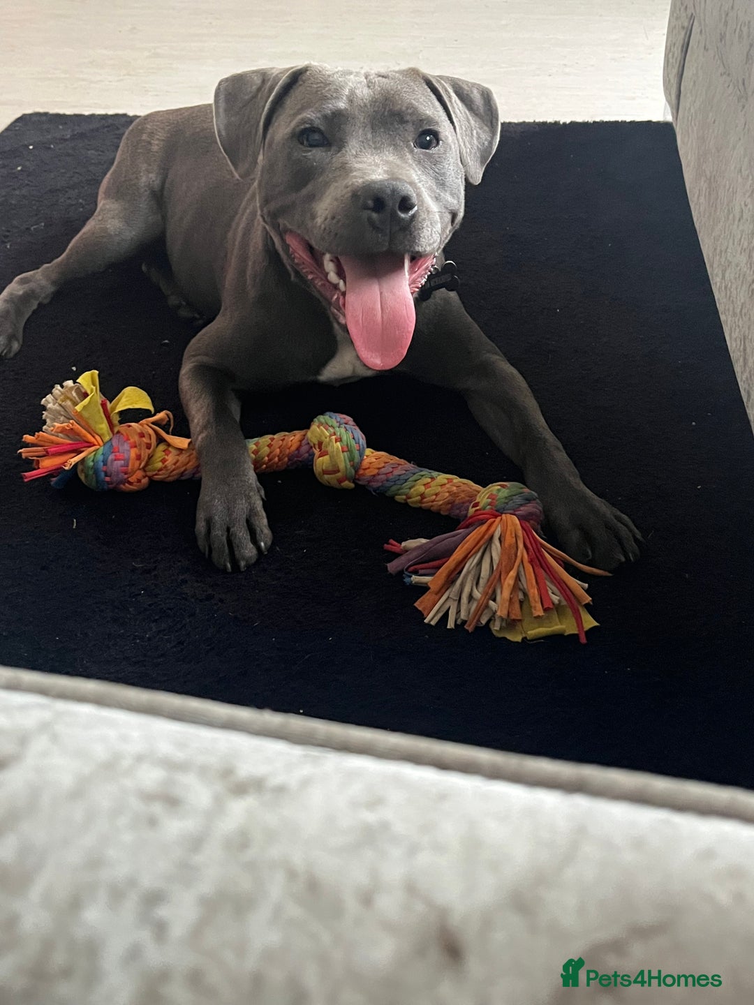 Staffordshire Bull Terrier dogs for sale: 6 month old male  - Image 1