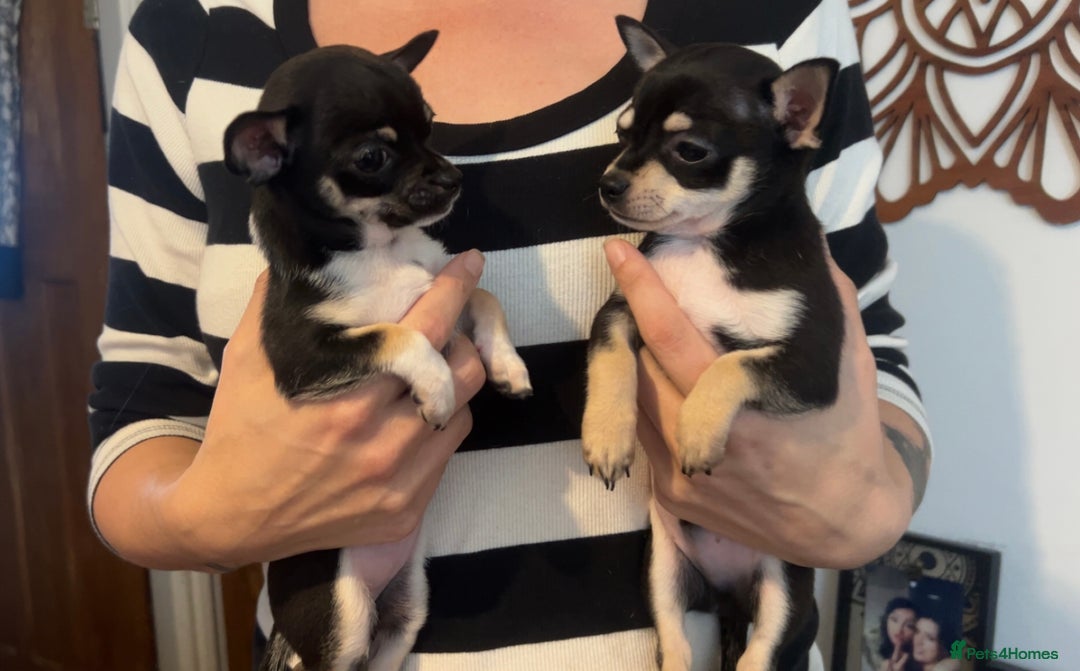 Chihuahua dogs for sale: Tiny ** chihuahua puppies  - Image 4
