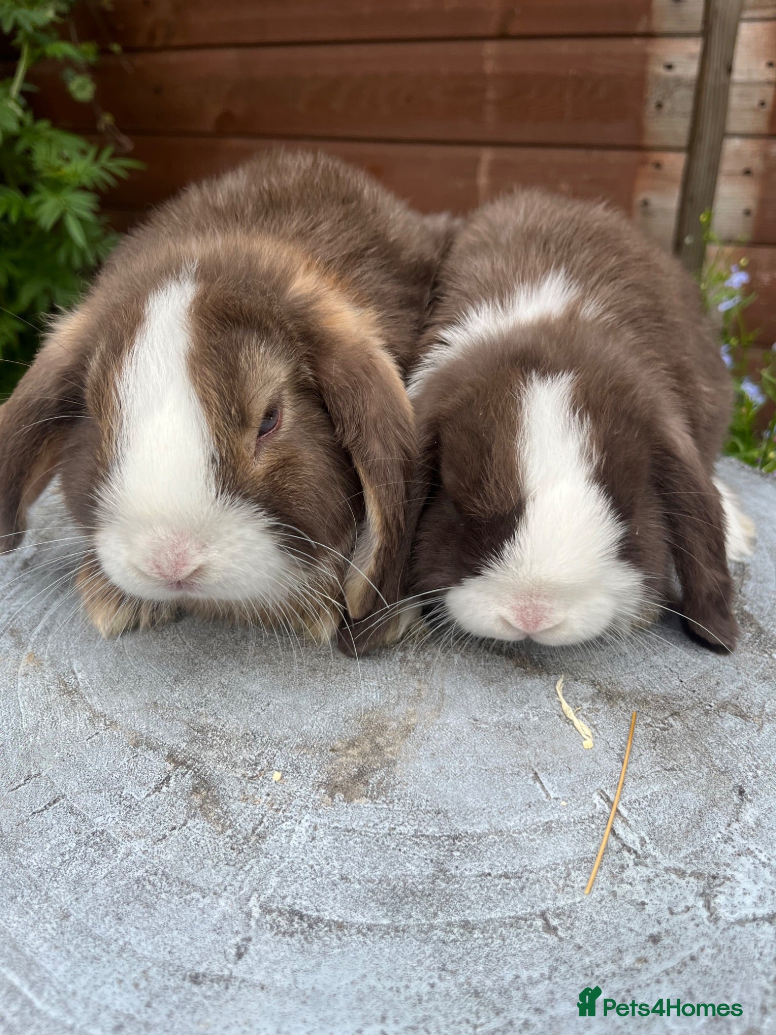 Mini Lop rabbits Mini lops ready to go now  - Advert 10