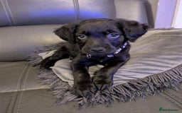 Mixed Breed dogs for sale: Ruby! - Advert 4