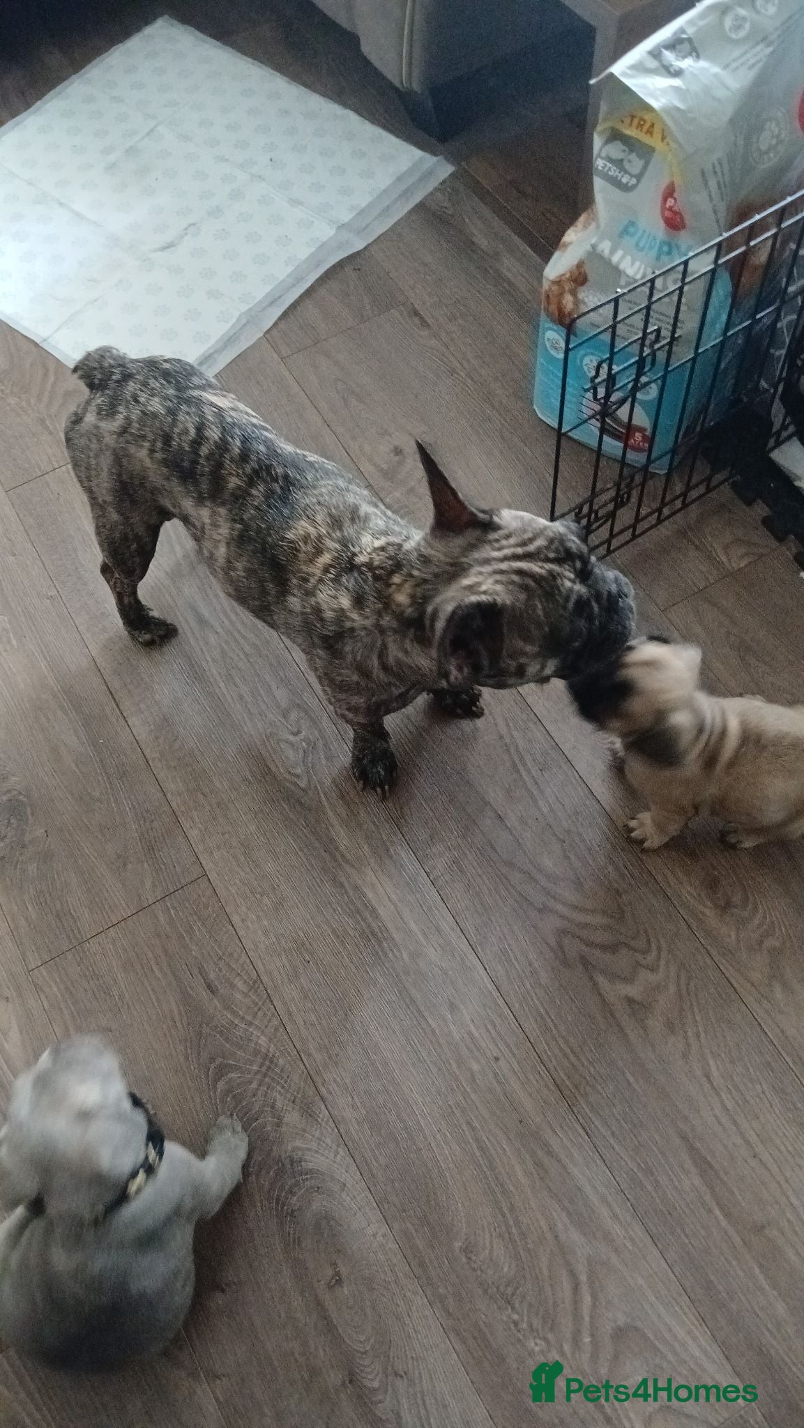 French Bulldog dogs French bulldogs  - Advert 3