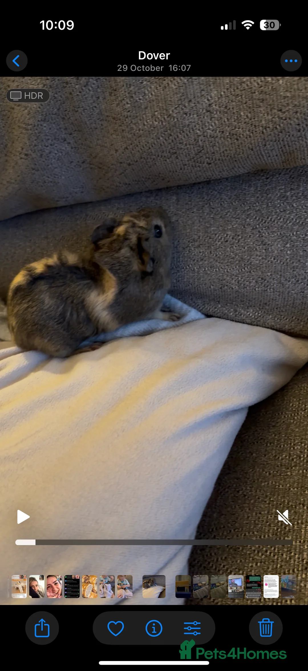 Guinea Pig rodents for sale: 2 Young Male Guinea Pigs - Cage included - Advert 4