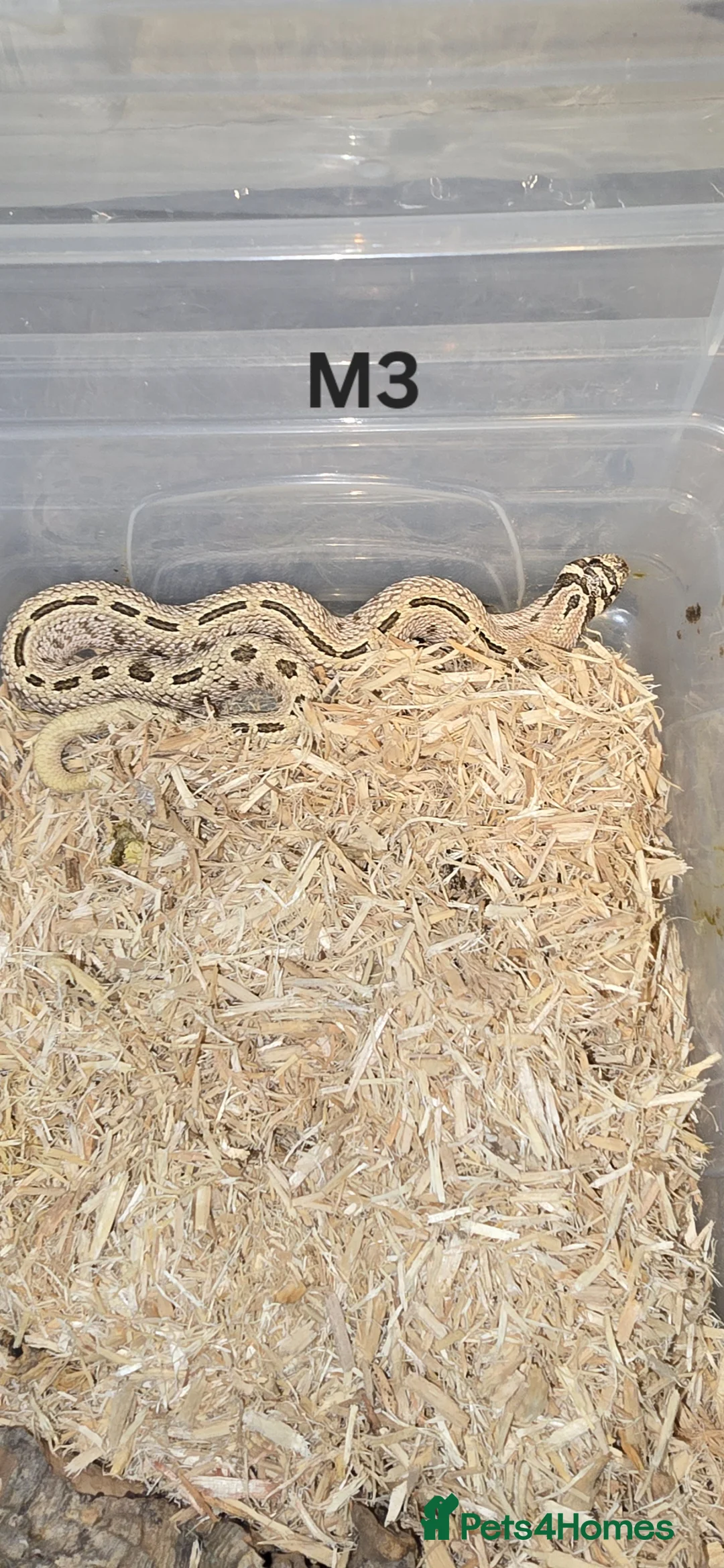 Snake reptiles for sale: Western hognose snakes in Spalding - Advert 2