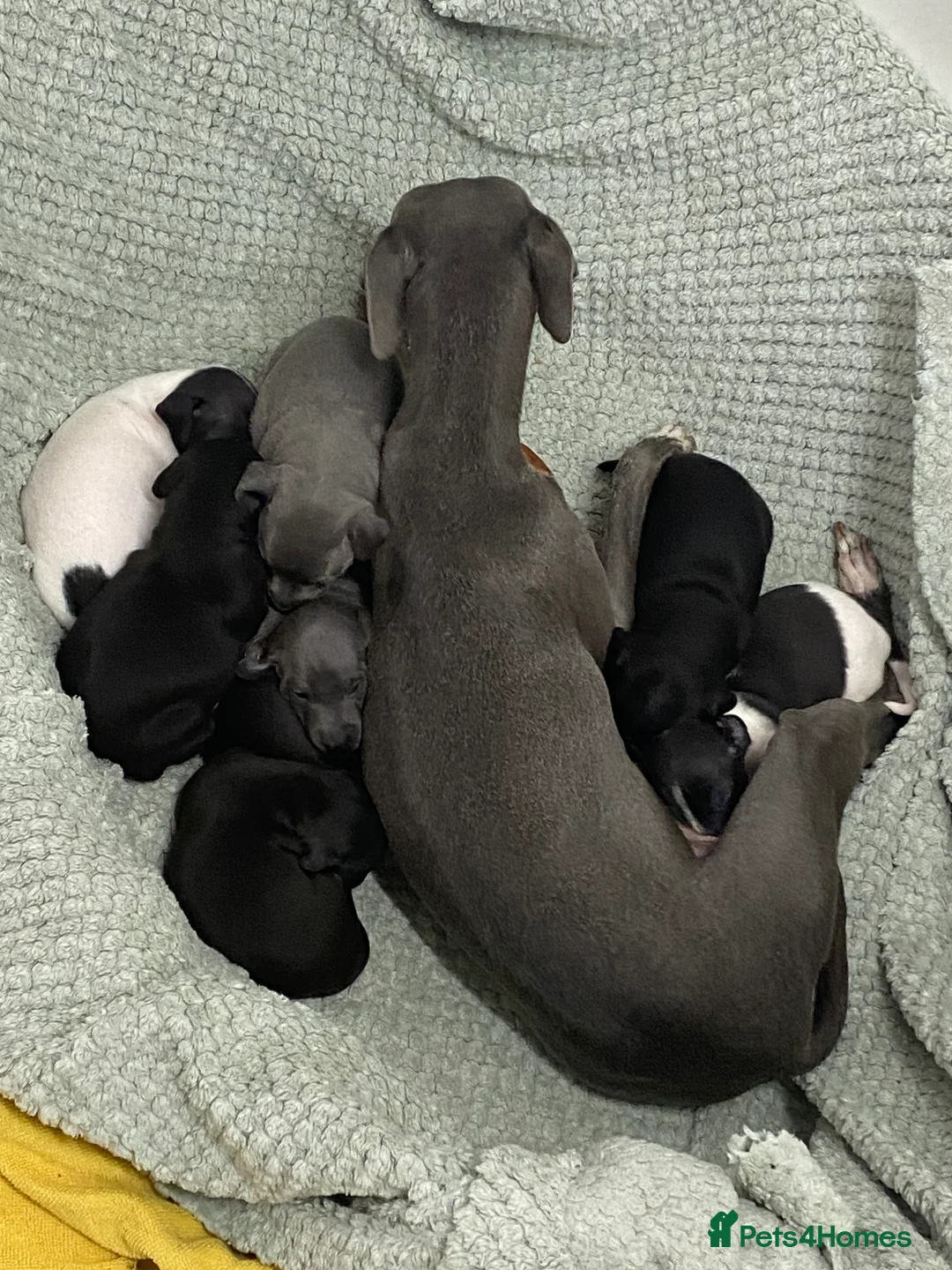 Italian Greyhound dogs for sale: Beautiful Italian Greyhound Puppies - Advert 22