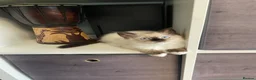 Ragdoll cats for sale: 4 TICA Registered Ragdoll girls available - Advert 10