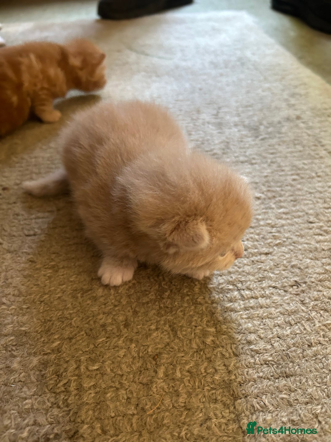 Mixed Breed cats for sale: 5 kittens for sale  - Image 19
