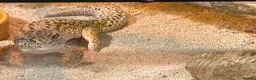 Gecko reptiles for sale: Leopard gecko in Brighton - Advert 5