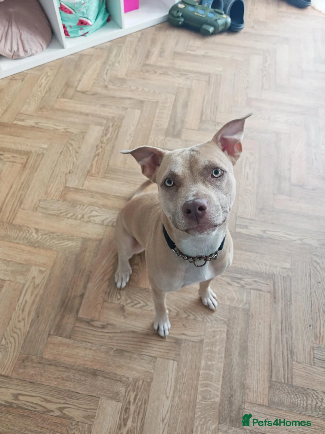 American Bulldog dogs for sale: American bulldog  in Wellingborough - Advert 1