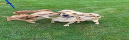 Labrador Retriever dogs for sale: Fox red & Yellow Labrador Puppies  - Advert 15