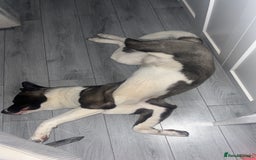Huskita dogs for sale: 2 year old huskita - Image 10
