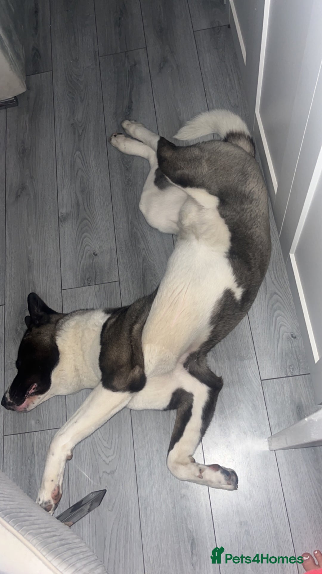 Huskita dogs for sale: 2 year old huskita - Image 10